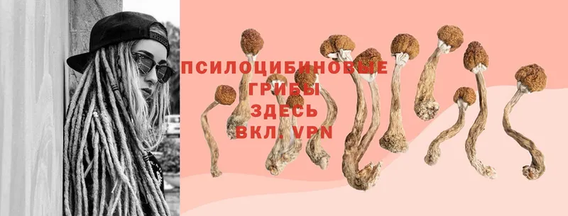 ОМГ ОМГ ссылки  Джанкой  Галлюциногенные грибы Cubensis 